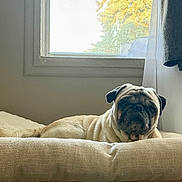 Solovino joined the competition — help win amazing prizes! dog, pug, pet, animal, indoor, cushion, window, beige, fur, face, resting, bed, light, cozy, relaxed, portrait, small_dog, cute, wrinkles, fawn_colored