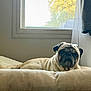 dog, pug, pet, animal, indoor, cushion, window, beige, fur, face, resting, bed, light, cozy, relaxed, portrait, small_dog, cute, wrinkles, fawn_colored