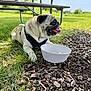 Solovino joined the competition — help win amazing prizes! dog, pug, grass, outdoor, sunny, picnic_table, bowl, ice_cubes, pet, animal, tongue_out, leash, harness, nature, summer, relaxing, shade, closeup, park, canine