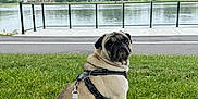 Solovino joined the competition — help win amazing prizes! dog, pug, grass, leash, outdoor, lake, water, fence, sidewalk, pet, animal, canine, park, nature, summer, cute, sitting, portrait, daytime, walk