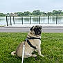 dog, pug, grass, leash, outdoor, lake, water, fence, sidewalk, pet, animal, canine, park, nature, summer, cute, sitting, portrait, daytime, walk