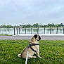 Solovino joined the competition — help win amazing prizes! pug, dog, grass, leash, water, lake, trees, outdoor, sky, harness, pet, animal, side_view, calm, nature, fence, road, quiet, daytime, park