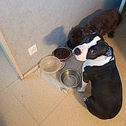 Bulma participe au concours pour gagner de l'argent avec cette photo : dog, dogs, puppy, black_and_white_dog, brown_dog, pet, animal, feeding_bowls, food_bowl, water_bowl, indoor, tile_floor, wall, kitchen, home, sitting, looking_at_camera, short_hair, companion_animals, pet_feeding