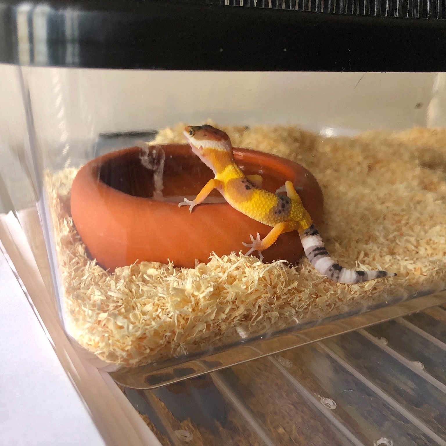 Jade a rejoint le concours — aidez-le/la à gagner de superbes lots ! amber, box, comfort_food, cuisine, dish, glass, ingredient, metal, packing_materials, pest, pet_supply, terrestrial_animal, wood