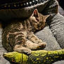 kitten, sleeping, cat, toy, fish_toy, bed, blanket, soft, cozy, fur, paw, indoor, resting, pet, cute, animal, relaxing, closeup, feline, domestic_cat