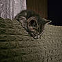kitten, sleeping, cat, blanket, couch, indoor, cozy, fur, pet, cute, resting, texture, home, furniture, curtain, closeup, animal, mammal, peaceful, relaxing