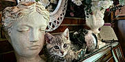 Gravy joined the competition — help win amazing prizes! kitten, cat, glass_bowl, bust_sculpture, flowers, vase, decor, wooden_surface, indoor, curious, gray_tabby, face, ears, whiskers, reflection, mirror, ornamental, still_life, closeup, cozy