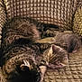 cat, tabby, sleeping, cozy, feline, pets, indoor, resting, cute, animal, fur, closeup, texture, armchair, comfort, companionship, peaceful, cuddle, whiskers, nap