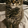 Bizkit joined the competition — help win amazing prizes! kitten, cat, tabby, fur, whiskers, indoor, bed, blanket, curious, small, pet, animal, cute, feline, young, domestic, ears, face, eyes, soft