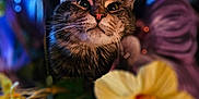 Bizkit joined the competition — help win amazing prizes! cat, tabby_cat, flower, yellow_flower, purple_flower, plant, leaf, nature, closeup, portrait, animal, pet, curious, whiskers, outdoor, colorful, soft_light, bokeh, feline, green_leaf