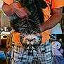 Bizkit joined the competition — help win amazing prizes! cat, tabby_cat, upside_down, person, orange_shirt, plaid_shorts, indoor, furniture, lamp, doll, curious, holding, pet, animal, cozy, home, whiskers, eyes, fur, relaxed