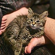 Bizkit joined the competition — help win amazing prizes! kitten, cat, tabby, fur, pet, animal, cute, feet, barefoot, human, resting, cozy, closeup, indoor, texture, soft_light, expressive_eyes, cuddle, companion, comfort