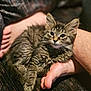 kitten, cat, tabby, fur, pet, animal, cute, feet, barefoot, human, resting, cozy, closeup, indoor, texture, soft_light, expressive_eyes, cuddle, companion, comfort