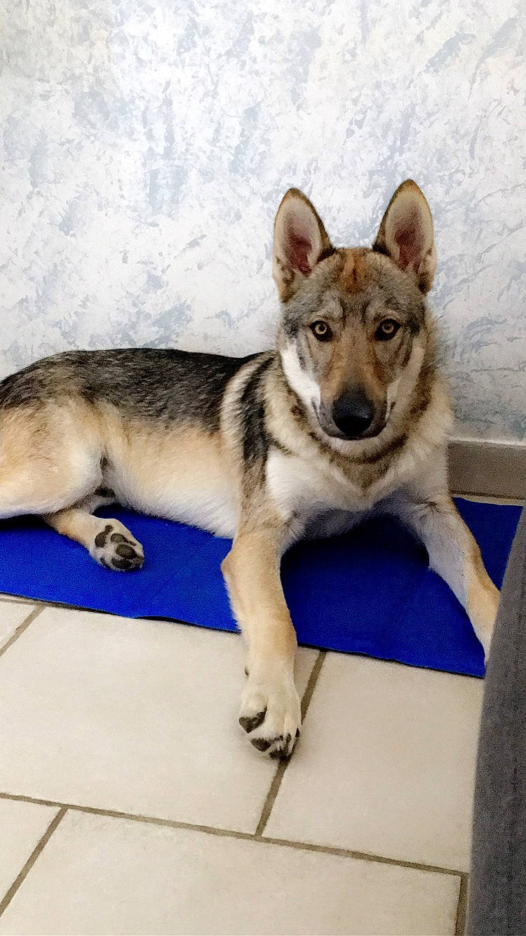 Pheryos participe au concours pour gagner de l'argent avec cette photo : canidae, canis, carnivore, czechoslovakian_wolfdog, dog, dog_breed, jamthund, kunming_wolfdog, mammal, native_american_indian_dog, northern_inuit_dog, norwegian_elkhound, saarloos_wolfdog, seppala_siberian_sleddog, shikoku, siberian_husky, swedish_vallhund, tamaskan_dog, vertebrate, wolfdog