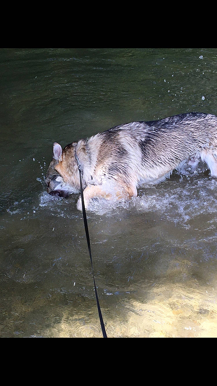 Pheryos a rejoint le concours — aidez-le/la à gagner de superbes lots ! canidae, canis, carnivore, czechoslovakian_wolfdog, dog, dog_breed, mammal, saarloos_wolfdog, sporting_group, tail, vertebrate, water, watercourse, wildlife, wolf, wolfdog