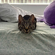 Kiko joined the competition — help win amazing prizes! cat, tabby, bed, bedspread, floral_pattern, indoor, curious, ears, eyes, pet, animal, feline, whiskers, resting, soft_light, window_blinds, pillow, cozy, domestic, cute