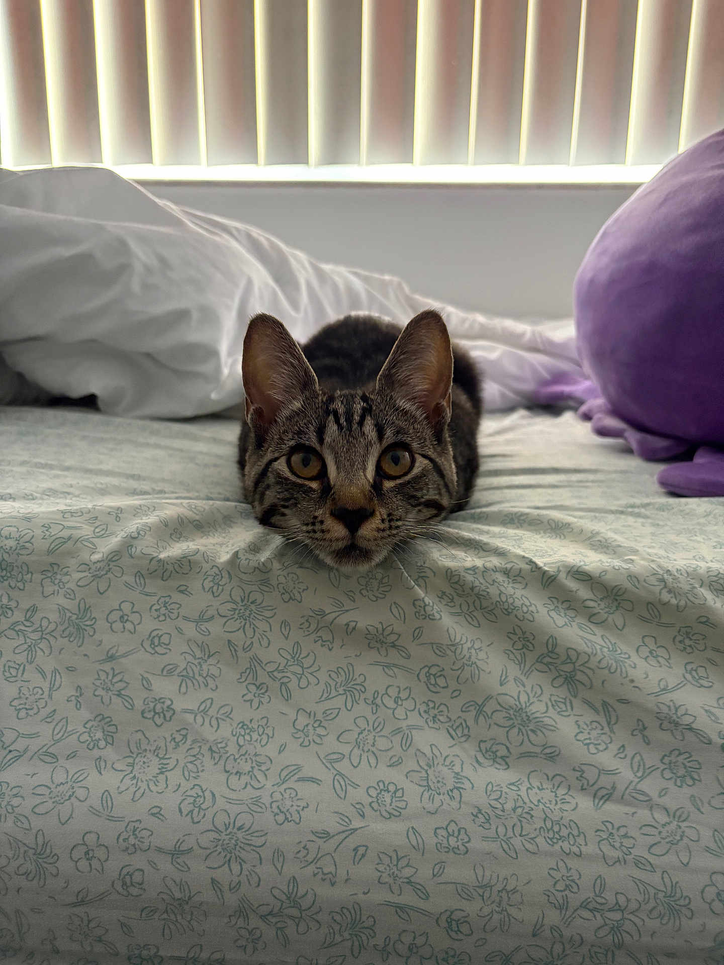 Kiko joined the competition — help win amazing prizes! cat, tabby, bed, bedspread, floral_pattern, indoor, curious, ears, eyes, pet, animal, feline, whiskers, resting, soft_light, window_blinds, pillow, cozy, domestic, cute