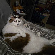 Casper joined the competition — help win amazing prizes! animal, bed, bedroom, blue_eyes, brown_markings, cat, ears, fluffy_cat, home, indoor, long_hair, lying_down, pet, portrait, raised_paw, relaxed, striped_bedding, tail, whiskers, white_cat