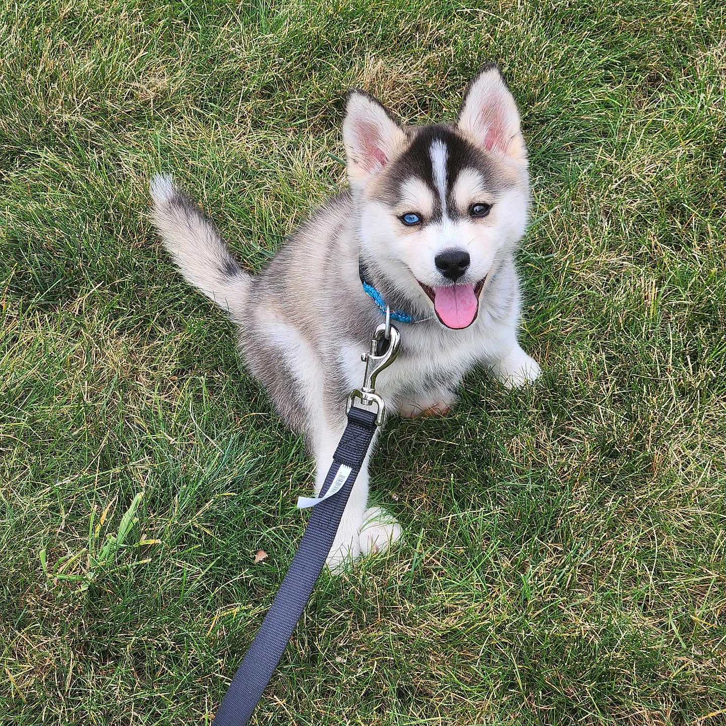 Smokey joined the competition — help win amazing prizes! accessories, animal, bodypart, canine, dog, eskimodog, field, grass, grassland, husky, lawn, leash, mouth, person, pet, plant, puppy, strap, tongue, whitedog