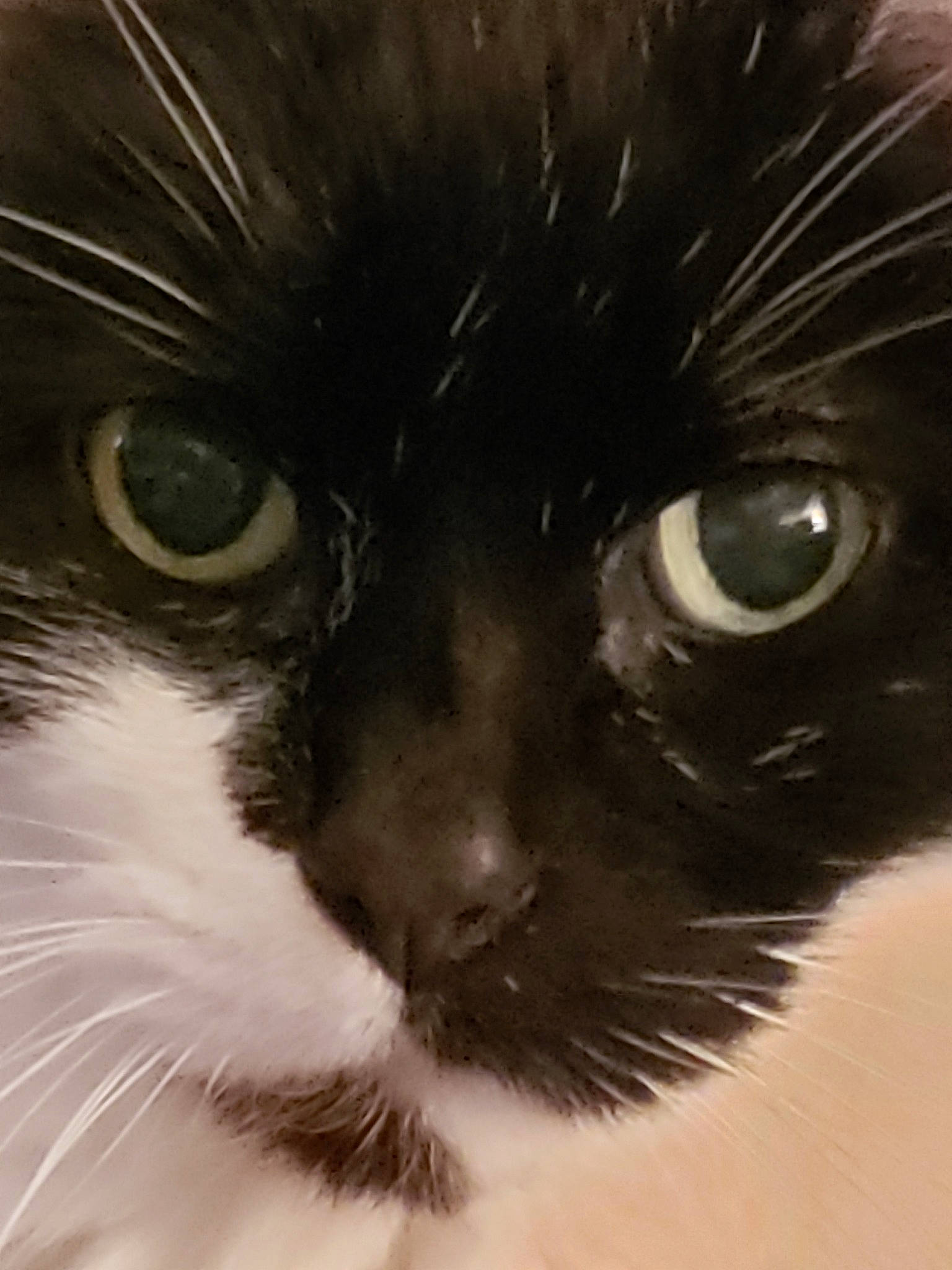 Bacarat is registered to the contest to win money with this photo: black_cat, carnivore, cat, close_up, domestic_long_haired_cat, domestic_short_haired_cat, ear, eye, felidae, fur, iris, mammal, norwegian_forest_cat, nose, ojos_azules, organ, photography, small_to_medium_sized_cats, snout, whiskers