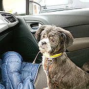 Stephanie Mottais participe au concours pour gagner de l'argent avec cette photo : animal, brown, car_door, car_interior, collar, companion, curious, dog, domestic, fur, jacket, leash, looking, pet, seat, side_mirror, transport, vehicle, white, window