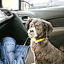animal, brown, car_door, car_interior, collar, companion, curious, dog, domestic, fur, jacket, leash, looking, pet, seat, side_mirror, transport, vehicle, white, window