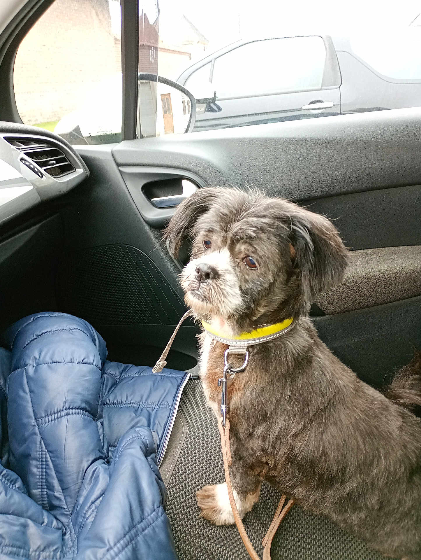 Stephanie Mottais participe au concours pour gagner de l'argent avec cette photo : animal, brown, car_door, car_interior, collar, companion, curious, dog, domestic, fur, jacket, leash, looking, pet, seat, side_mirror, transport, vehicle, white, window