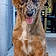 Prout