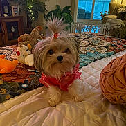 Lucy Lou joined the competition — help win amazing prizes! dog, small_dog, topknot, pink_clothing, bed, blanket, stuffed_toy, living_room, couch, lamp, plant, window, decor, remote_control, quilt, furniture, indoor, cute, pet, cozy