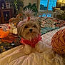 dog, small_dog, topknot, pink_clothing, bed, blanket, stuffed_toy, living_room, couch, lamp, plant, window, decor, remote_control, quilt, furniture, indoor, cute, pet, cozy