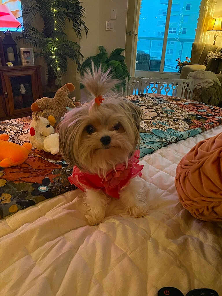 Lucy Lou