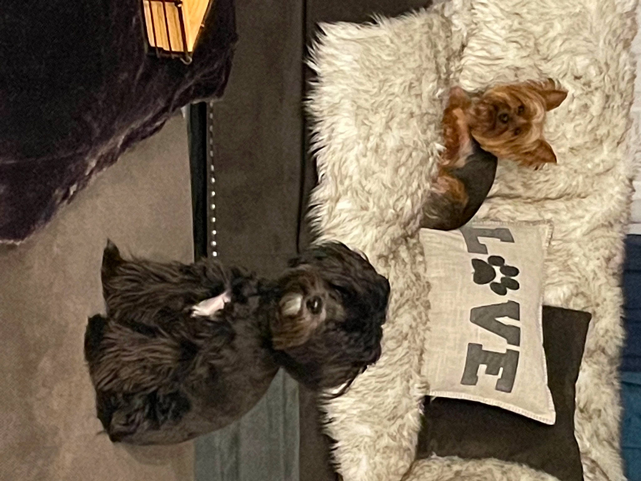 Bella Rose joined the competition — help win amazing prizes! animal_product, canidae, carnivore, companion_dog, dog, dog_breed, fur, labradoodle, liver, natural_material, pet_supply, snout, sporting_group, terrier, textile, toy_dog, vertebrate, water_dog, working_animal, working_dog