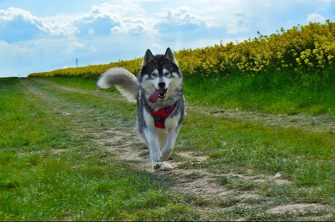 Malibu a rejoint le concours — aidez-le/la à gagner de superbes lots ! canidae, canis, carnivore, cloud, companion_dog, dog, dog_breed, flower, grass, grassland, herbaceous_plant, natural_landscape, pasture, plant, recreation, sky, sled_dog, sporting_group, tail, working_dog