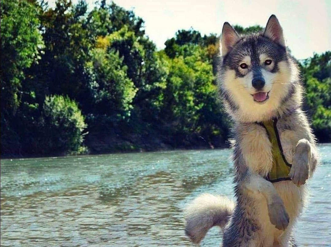 Malibu a rejoint le concours — aidez-le/la à gagner de superbes lots ! canidae, canis, carnivore, dog, dog_breed, fawn, fur, lake, natural_landscape, plant, sky, snout, sporting_group, terrestrial_animal, tree, water, whiskers, wildlife, wolf, working_dog