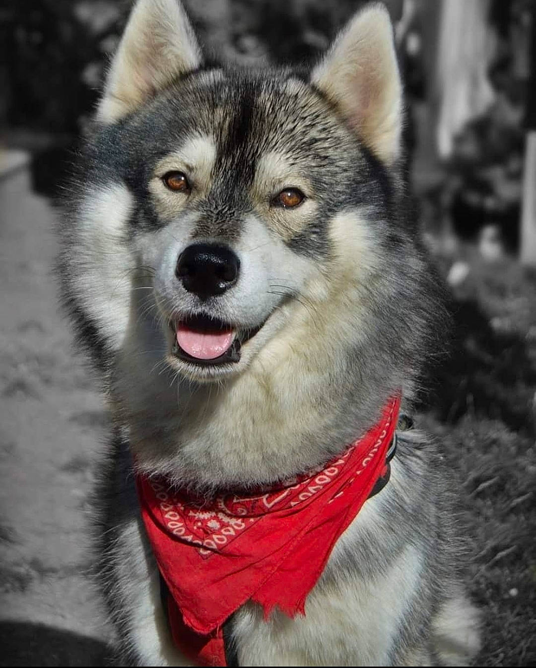 Malibu participe au concours pour gagner de l'argent avec cette photo : art, canidae, carnivore, collar, companion_dog, dog, dog_breed, fang, fur, jaw, siberian_husky, sled_dog, snout, sporting_group, terrestrial_animal, tree, whiskers, wildlife, wolf, working_dog