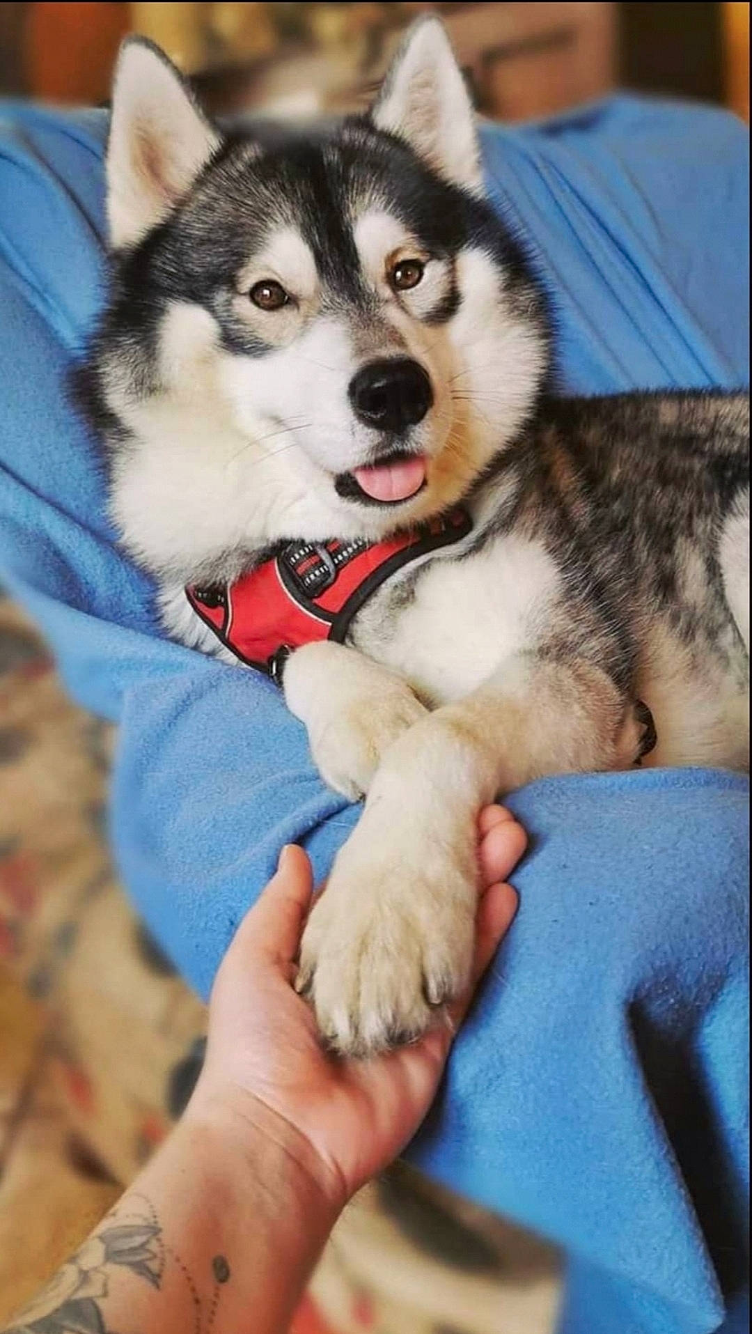 Malibu participe au concours pour gagner de l'argent avec cette photo : canidae, carnivore, comfort, companion_dog, dog, dog_breed, fawn, fur, nail, non_sporting_group, recreation, siberian_husky, sled_dog, snout, sporting_group, terrestrial_animal, working_animal, working_dog