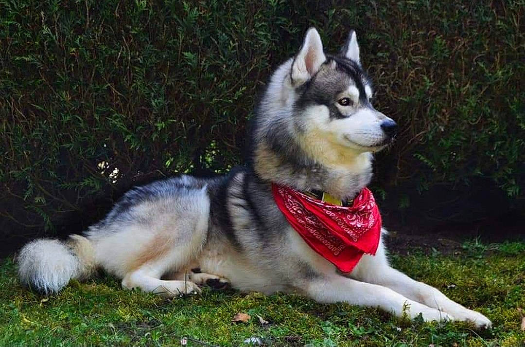 Malibu participe au concours pour gagner de l'argent avec cette photo : ancient_dog_breeds, canidae, carnivore, collar, companion_dog, dog, dog_breed, dog_supply, fur, grass, pet_supply, plant, siberian_husky, sled_dog, snout, sporting_group, tail, terrestrial_animal, working_animal, working_dog
