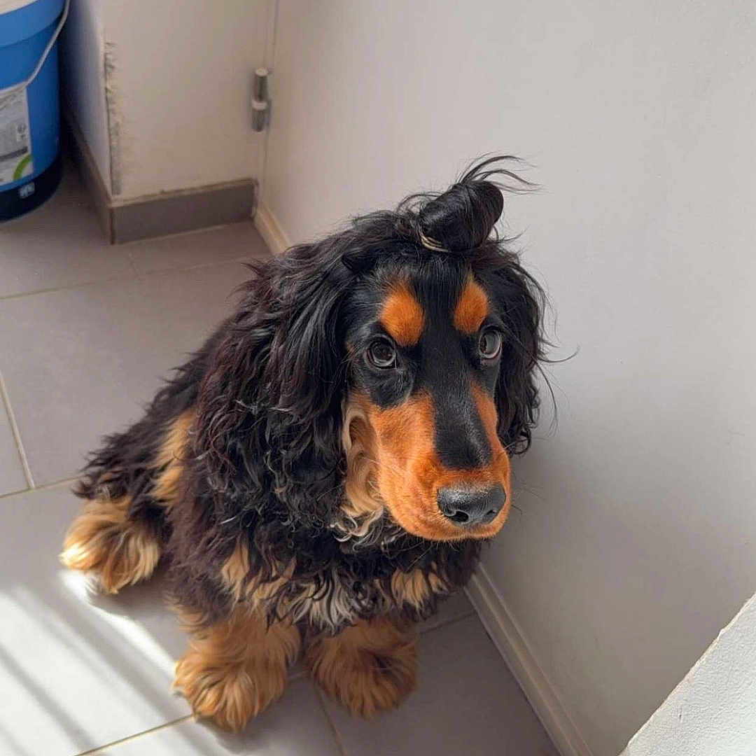 Valko participe au concours pour gagner de l'argent avec cette photo : animal, bathing, can, canine, cockerspaniel, dog, dogbed, hair, hound, person, pet, puppy, snout, terrier, tin, window, windowsill