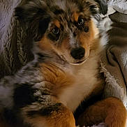 Aslan participe au concours pour gagner de l'argent avec cette photo : puppy, dog, merle_coat, fur, blanket, cozy, cute, pet, animal, indoor, relaxing, soft, ears, nose, eyes, lying_down, couch, companion, adorable, fluffy