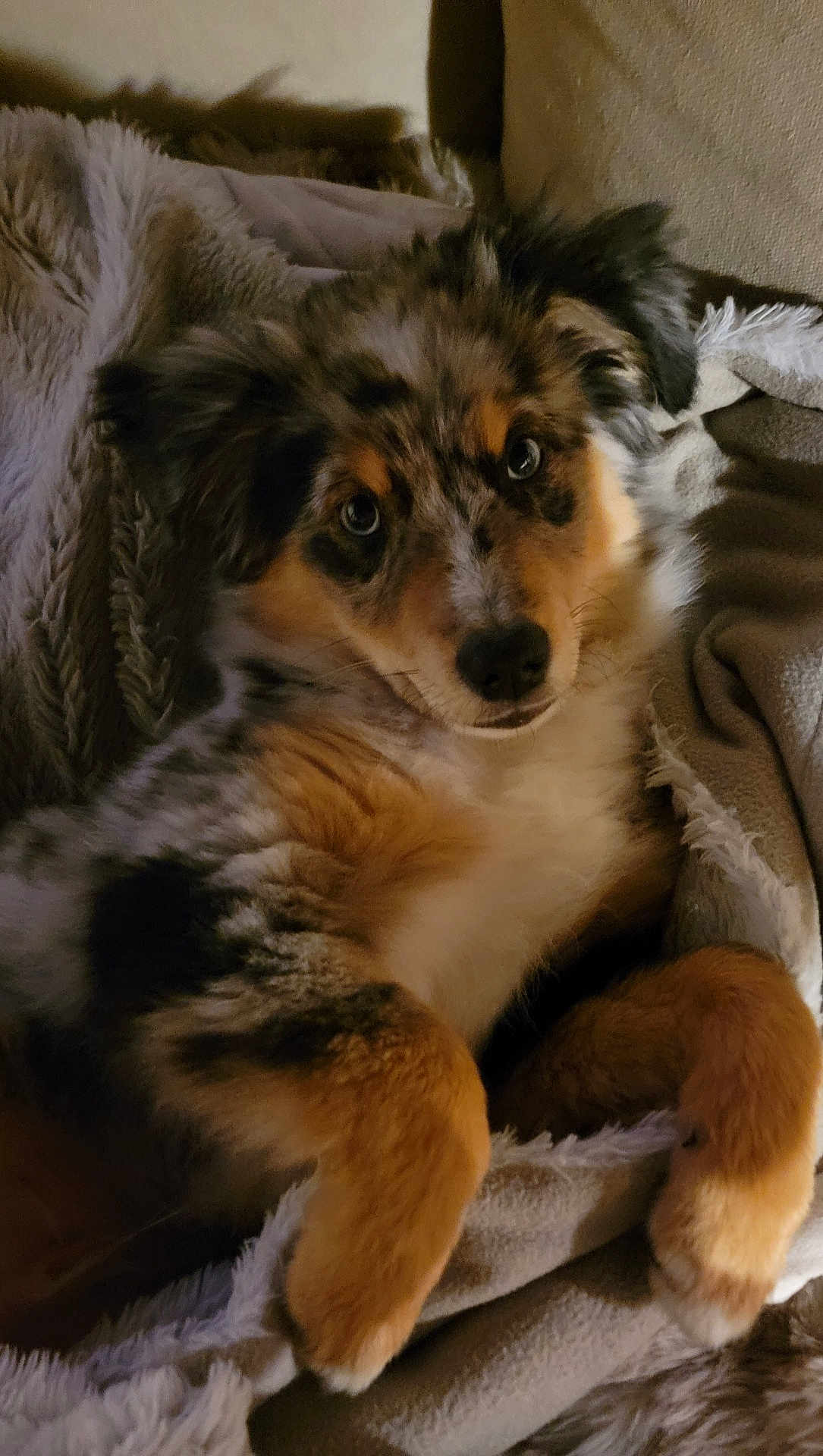 Aslan participe au concours pour gagner de l'argent avec cette photo : puppy, dog, merle_coat, fur, blanket, cozy, cute, pet, animal, indoor, relaxing, soft, ears, nose, eyes, lying_down, couch, companion, adorable, fluffy