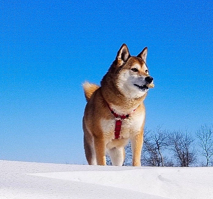 Okami