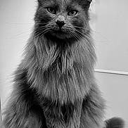 Nuckie a rejoint le concours — aidez-le/la à gagner de superbes lots ! cat, long_hair, black_and_white, portrait, feline, fluffy, whiskers, ears, sitting, animal, pet, indoor, close_up, soft_texture, muzzle, paw, tail, focused, monochrome, calm