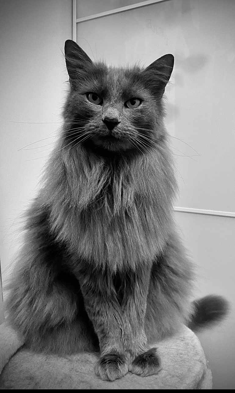 Nuckie a rejoint le concours — aidez-le/la à gagner de superbes lots ! cat, long_hair, black_and_white, portrait, feline, fluffy, whiskers, ears, sitting, animal, pet, indoor, close_up, soft_texture, muzzle, paw, tail, focused, monochrome, calm