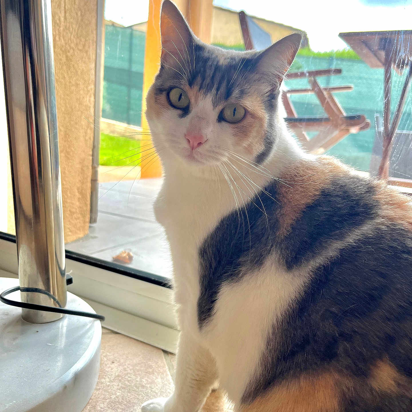 Peach a rejoint le concours — aidez-le/la à gagner de superbes lots ! abyssinian, angora, animal, architecture, brasssection, building, cat, door, egyptiancat, hardwood, horn, indoors, kitten, manx, outdoors, pet, shelter, window, windowsill, wood