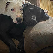 Girlie is registered to the contest to win money with this photo: affectionate, black_dog, close_up, companionship, couch, cuddling, dog, dogs, domestic_animal, fur, furniture, indoor, muzzle, nose, paw, pet, portrait, recliner, sleepy, white_dog