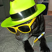 Joy a rejoint le concours — aidez-le/la à gagner de superbes lots ! dog, black_dog, hat, fedora, sunglasses, yellow_sunglasses, pen, paw, couch, indoor, pet, animal, accessory, closeup, face_covered, relaxed, cozy, furniture, home, cute