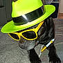 accessory, animal, black_dog, closeup, couch, cozy, cute, dog, face_covered, fedora, furniture, hat, home, indoor, paw, pen, pet, relaxed, sunglasses, yellow_sunglasses