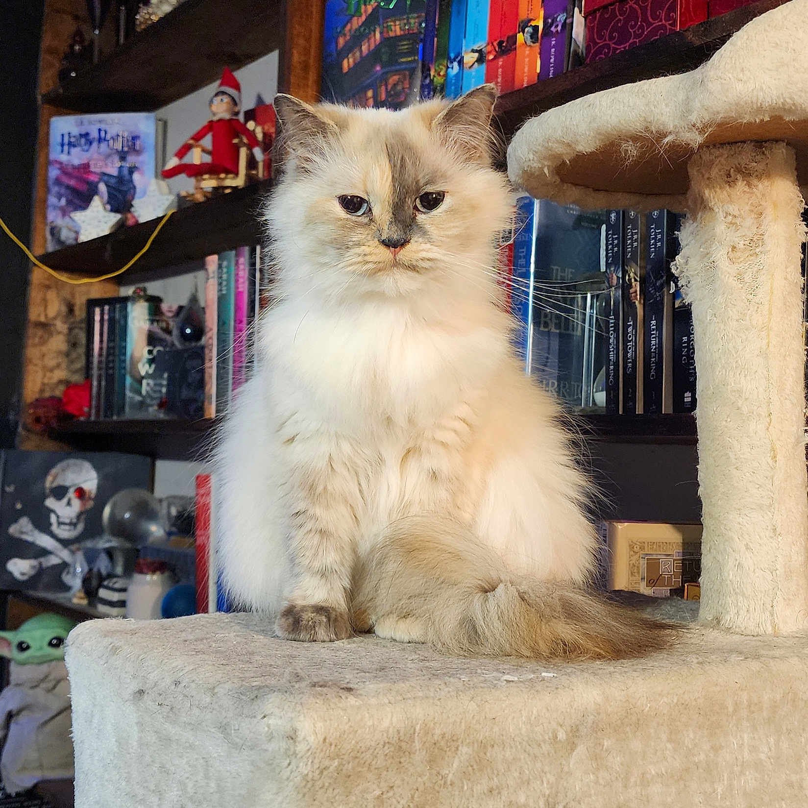 Bella is registered to the contest to win money with this photo: animal, baby_yoda, books, bookshelf, cat, cat_tree, cozy, cream_colored, cute, decorations, elf_doll, feline, fluffy_cat, fur, furniture, home_interior, indoor, pet, portrait, sitting