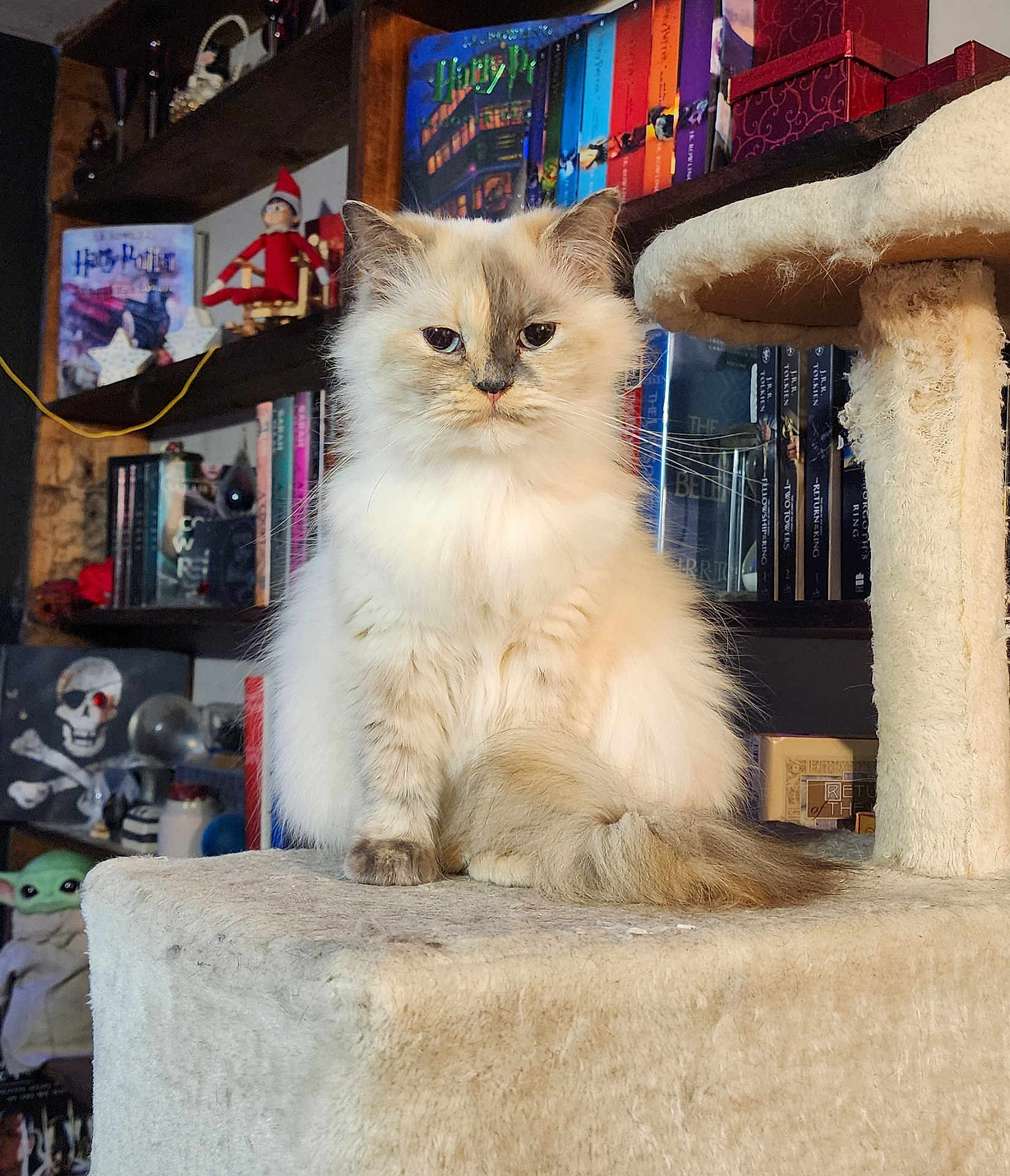 Bella is registered to the contest to win money with this photo: animal, baby_yoda, books, bookshelf, cat, cat_tree, cozy, cream_colored, cute, decorations, elf_doll, feline, fluffy_cat, fur, furniture, home_interior, indoor, pet, portrait, sitting