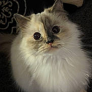 Bella joined the competition — help win amazing prizes! cat, fluffy, wide_eyes, pet, indoor, portrait, furry, cute, animal, mammal, whiskers, ears, face, domestic_cat, soft_fur, sitting, looking_up, close_up, adorable, feline